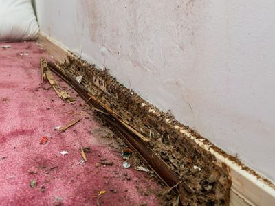 About Hempstead NY Mold Removal Pros - mold removal experts in Hempstead